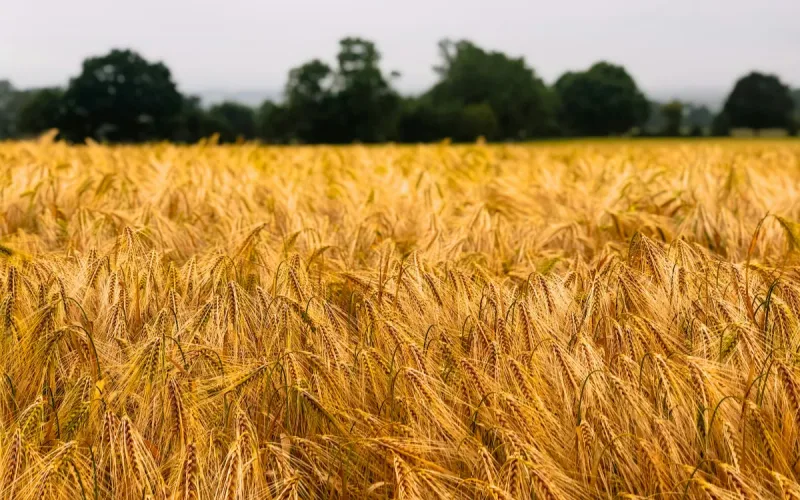 Morocco’s Rebound Wheat Harvest Could Cost France 1 Million Tonnes in Sales