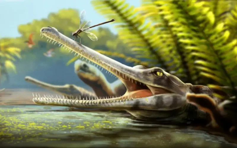 New Jurassic Crocodile Relative Found in Morocco Had Needle-Thin Teeth