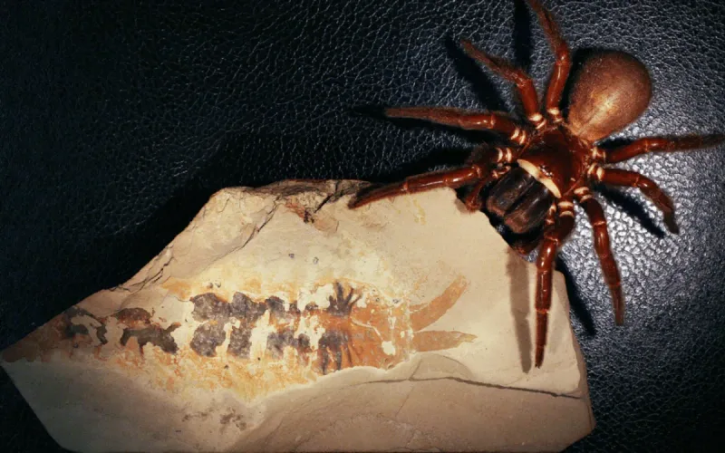 Paleontology: Morocco loses its record for the oldest chelicerate to Utah