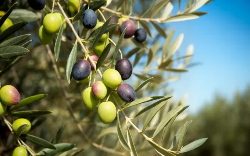The paradox of the olive in Morocco: a record harvest but tons of lost fruit