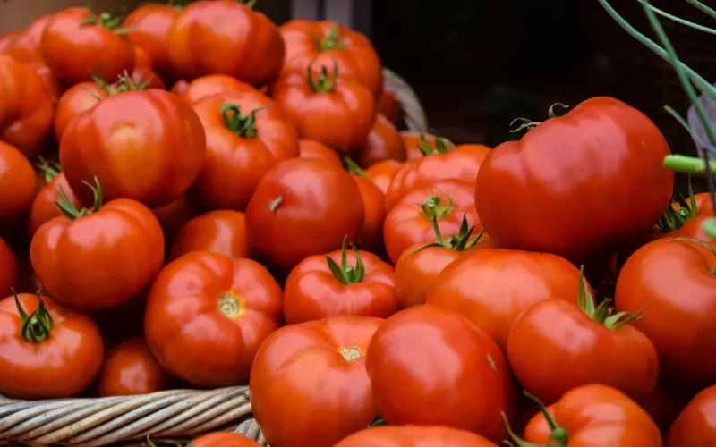 A Pesticide Reform Could Drive Moroccan Tomatoes Out of Europe