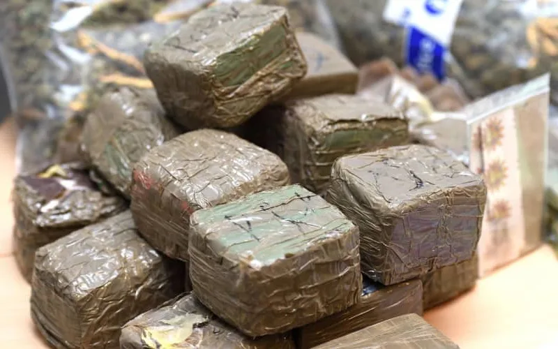 Record-Breaking Cannabis Seizure in Brussels: 11.5 Tons from Morocco, Suspects Still at Large