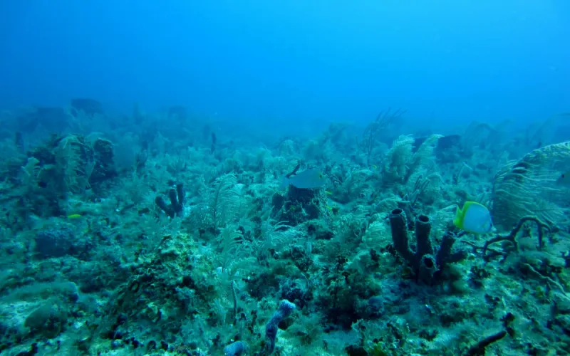 Researchers Find Kilometer-Long Underwater Ridges off Morocco