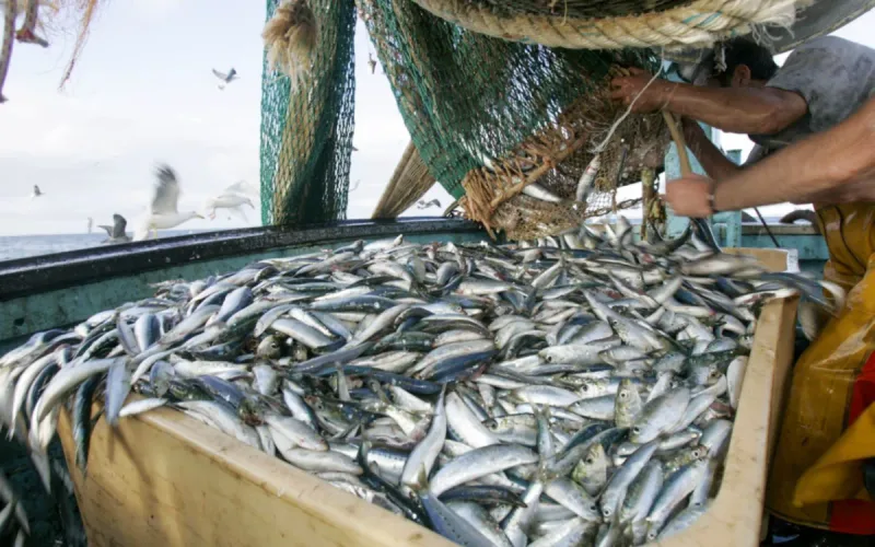 Russia Eyes 100,000-Tonne Fishing Catch in Moroccan Waters