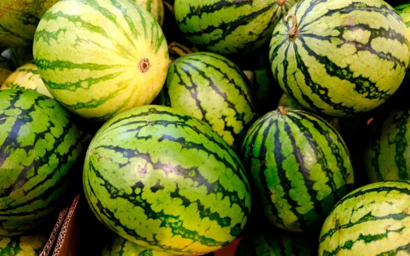 Spain Buys 3 Million More Kilos of Moroccan Watermelons but Pays €5.7 Million Less