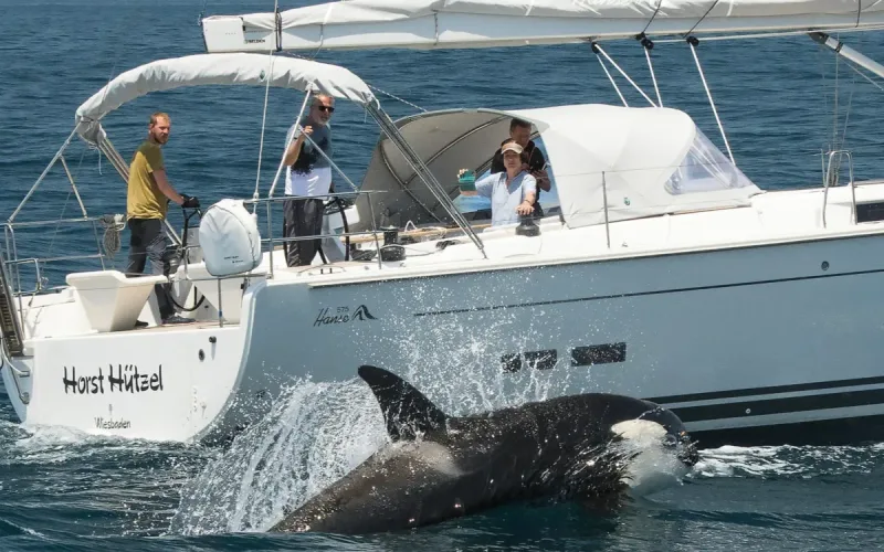 Spain Morocco Orcas Attacks Boaters Strait Gibraltar
