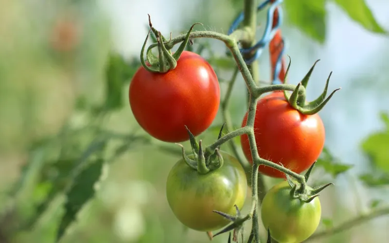 Spanish growers cut cherry tomato production as Morocco gains ground