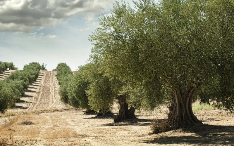 Spanish Olive Oil Imports from Morocco Surge 57-Fold as Growers Blame Foreign Supply for Price Pressure