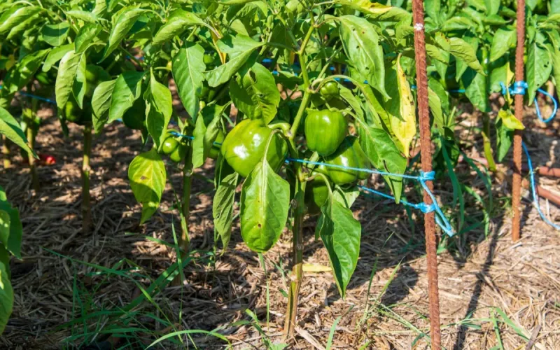 Spanish Pepper Growers Pull Crops as Some Explore Moving Production to Morocco