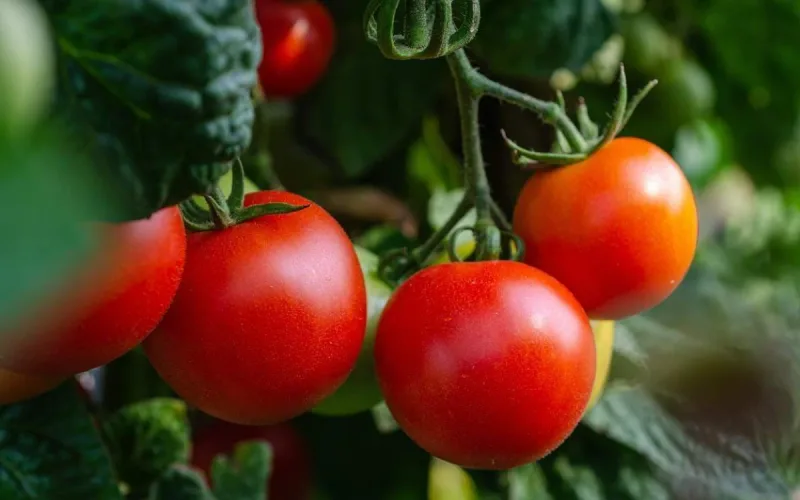 Tomato exports: how Morocco has dethroned Spain and risen to 3rd place globally