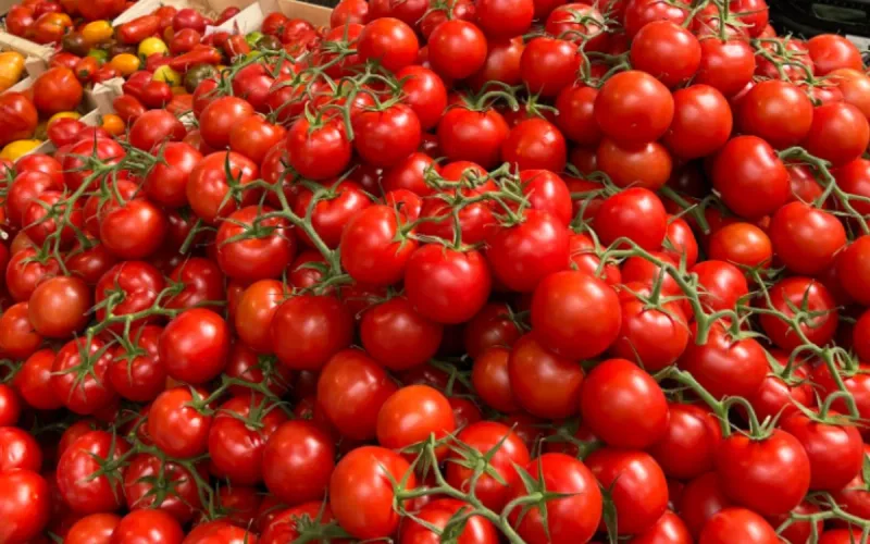 Tomatoes at €5 per kilo: Why Morocco's crisis is exploding your grocery bill in France!