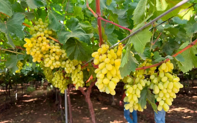 UAE Group Plans $38 Million Moroccan Farm, Its Eighth in the Country