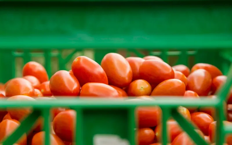 UK-EU Trade Deal Could Put Moroccan Tomato Exports at Risk