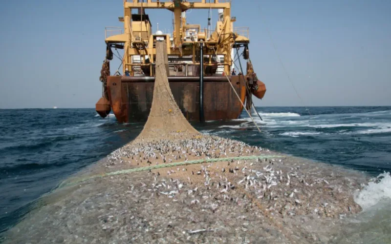A virus detected in sardines in South Africa raises concerns as far as Morocco