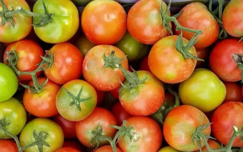 Virus-Laden Tomatoes Spark Agricultural Crisis at Russian Border