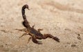 4-Year-Old Dies from Scorpion Sting in Morocco Amid Serum Shortage