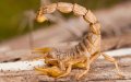8-Year-Old Girl Dies from Scorpion Sting in Morocco as Summer Heat Increases Incidents
