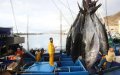 Morocco's Fishing Industry Hit by COVID-19 and Drought, Reports Show Decline