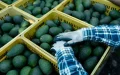Avocado Crisis Sparks Major Agricultural Investment in Morocco