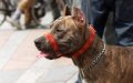 Banned Pit Bulls Surge in Moroccan Cities, Raising Safety Concerns