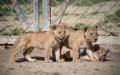 Barbary Lions Set for Historic Return: Morocco Considers Atlas Mountains Reintroduction