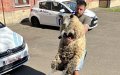 Brussels Police Rescue Two Sheep from Illegal Eid al-Adha Slaughter During Wedding Procession