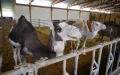Camel Farm in French Alps Defies Skeptics, Thrives on Innovation