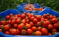 Carrefour Accused of Mislabeling Saharan Tomatoes as Moroccan, Sparking EU Traceability Concerns