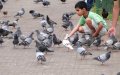 Casablanca Launches Pest Control Initiative to Combat Rats and Birds