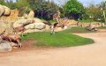 Casablanca Zoo Reopening Stalls: Concerns Mount Over Mismanagement and High Admission Fees