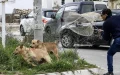 Deadly Delay: Teen's Tragic Death Ignites Stray Dog Crisis in Casablanca
