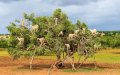 Drought and Exodus Threaten Morocco's Argan Industry, Jeopardizing Livelihoods