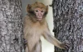 Endangered Albino Macaques Sold Illegally on French Social Media for Thousands