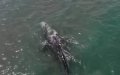 Endangered Pacific Gray Whale Stranded in Mediterranean Faces Dire Situation