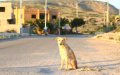 Fatal Rabies Case Sparks UK Warning for Spain Travelers, Heightens Concerns in Ceuta and Melilla