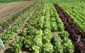 Fez Land Scandal: Officials Accused of Forging Documents to Steal Agricultural Project