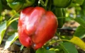 France Recalls Moroccan Peppers Over Illegal Pesticide Levels