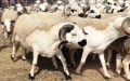 French Authorities Warn of Penalties for Illegal Sheep Slaughter During Eid al-Adha
