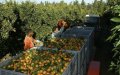 French Far-Right Farmers Embrace Moroccan Workers Amid Labor Shortage