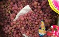 French Farmer's Gamble on Heat-Resistant Pink Grapes Saves Farm Amid Climate Crisis