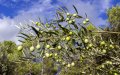 French Farmers Pivot to Olive Groves, Battling Cognac Crisis and Climate Change