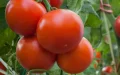 French Farmers Protest Moroccan Tomato Imports, Citing Unfair Competition