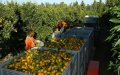 French Farmers Seek Domestic Labor Amid Shortage of Moroccan Seasonal Workers