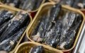 French Sardine Crisis: Morocco's Overfishing and Climate Change Spark Shortage