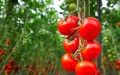 French Tomato Producers Launch Patriotic Tray to Battle Moroccan Imports