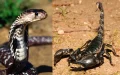 Heat Wave Sparks Scorpion and Snake Surge in Morocco: Urgent Call for Anti-Venom Supplies
