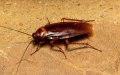 Heatwave Unleashes Insect Invasion in Mohammedia: Residents Demand Action as Authorities Lag