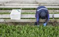 Illegal Labor Ring Busted: Moroccan Farmworkers Exploited in French Agriculture Scheme