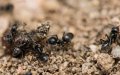Invasive Supercolo ny of Biting Ants Terrorizes French Village, Defying Insecticides