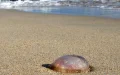 Jellyfish Invasion Threatens Moroccan Summer: Beaches on High Alert